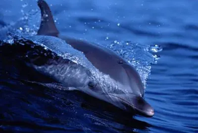 LOS DELFINES SON LOS SERES MÃS INTELIGENTES