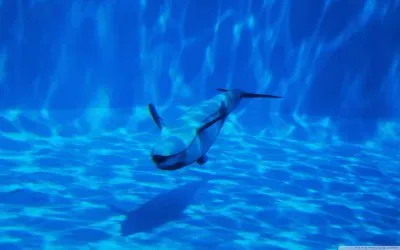 LOS DELFINES EN SU CLASE DE NATACIÃ“N