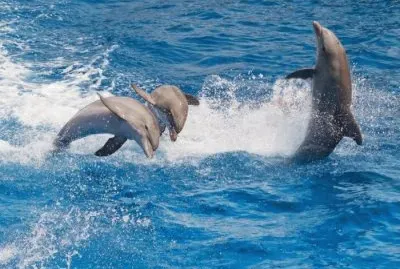 A VER QUIÃ‰N GANA