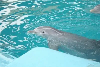 LA CERCANÃA DE LOS DELFINES CON  EL HUMANO