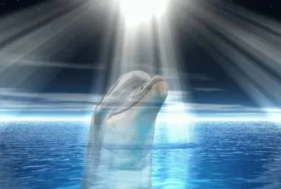 DIOS DA LUZ A LOS DELFINES