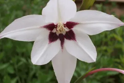 glaieul d 'abyssinie