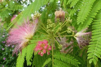 japanischer Seidnbaum
