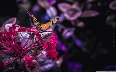 פאזל של butterfly