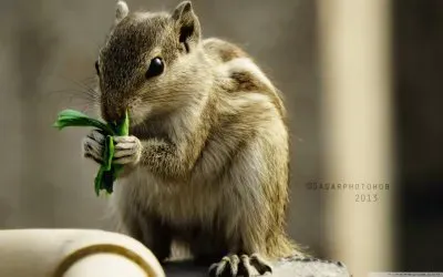 פאזל של squirrel