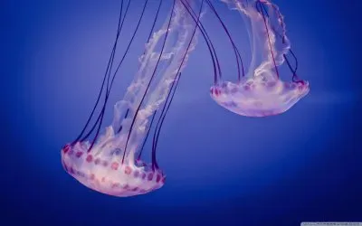 פאזל של jellyfish