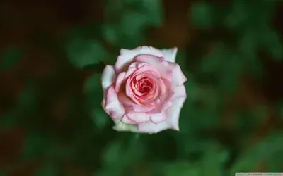 פאזל של pink rose