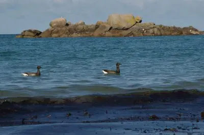 oies bernache kÃ©remma  FinistÃ©re