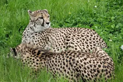 Cheetah at Kristiansand Zoo, by Inga Photography