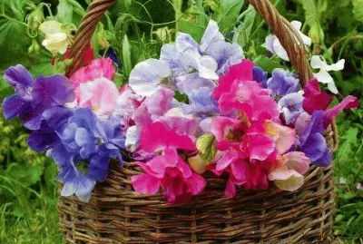 NÂº 1267 jigsaw puzzle