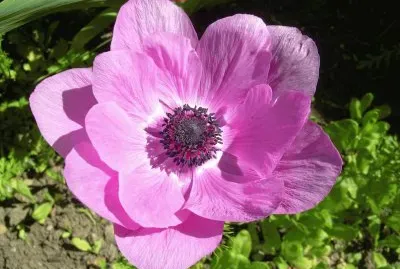 anemone