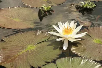 פאזל של Flor de Loto Laguna del Oconal Oxapampa Peru