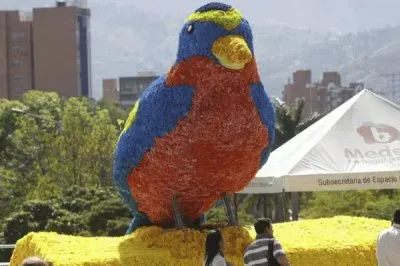 פאזל של pajaro