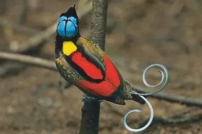 beautiful bird jigsaw puzzle