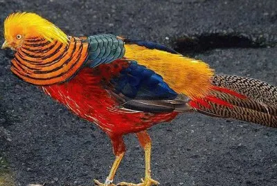 lovely bird 2 jigsaw puzzle