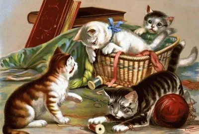 gatinhos