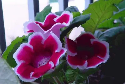 gloxinia