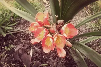 OrquÃ­dea jigsaw puzzle