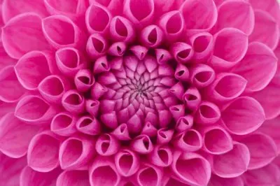 dahlia