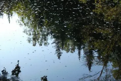 Reflections