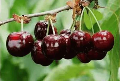 cerise jigsaw puzzle