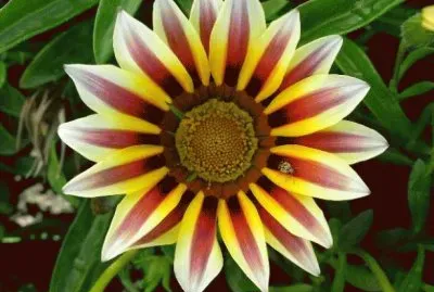 gazania