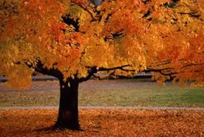  s: encrypted-tbn0.gstatic.com/images?q=tbn:AN