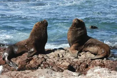 Lobos marinos en Puerto Deseado. Patagonia Argentina