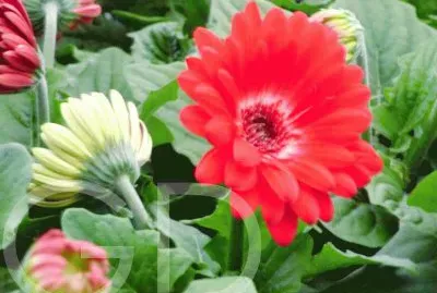 gerbera jigsaw puzzle