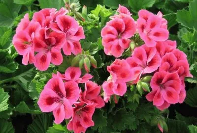 geranium