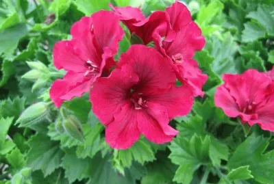 geranium