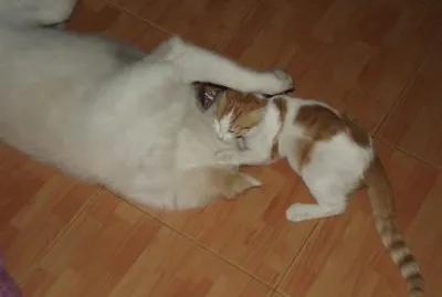 UHU