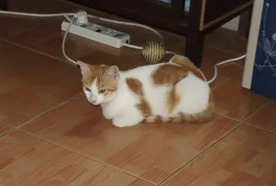 Kater 1