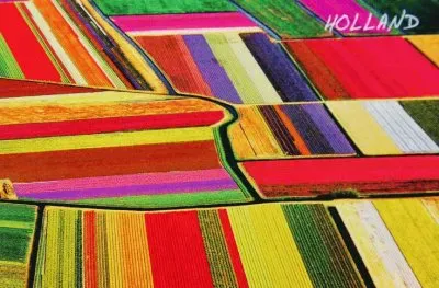 פאזל של Dutch Tulip Fields