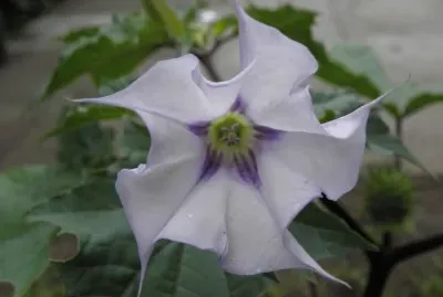 datura