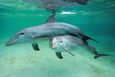 dolphinsmart