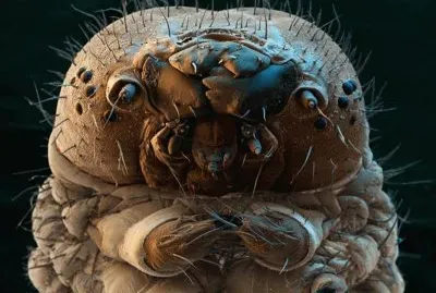 ANIMALES jigsaw puzzle