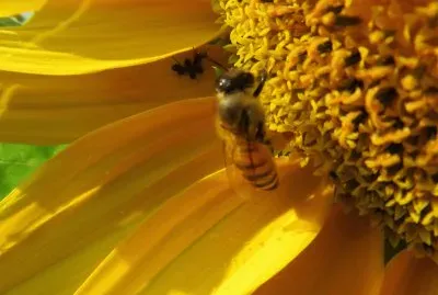 ape nel girasole