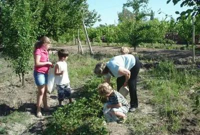 Cosechando frutillas en Mendoza. Argentina