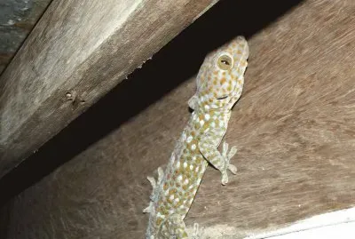 Geck