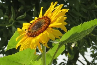 sunflower