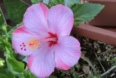 ibiscus jigsaw puzzle