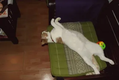 Kater 2