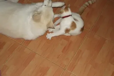 The Fight