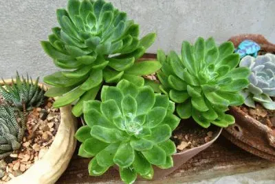 hoja suculenta