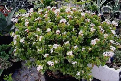 crassula ovata