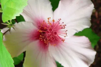 fleur