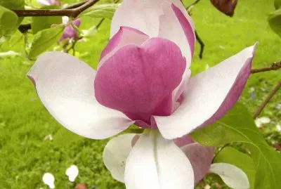 magnolia