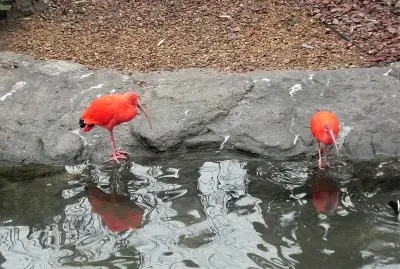 En TemaikÃ©n. Escobar. Buenos Aires. Argentina jigsaw puzzle