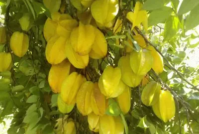 carambolas